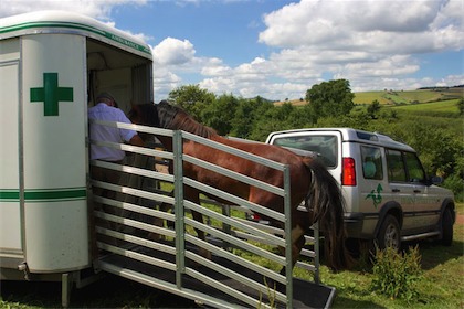 horse ambulance, fallen stock, horse ambulance devon, horse ambulance cornwall, horse ambulance somerset, horse ambulance south