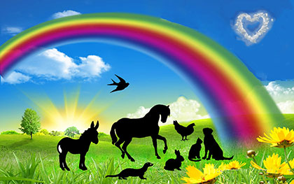 horse ambulance, fallen stock, horse ambulance devon, horse ambulance cornwall, horse ambulance somerset, horse ambulance south